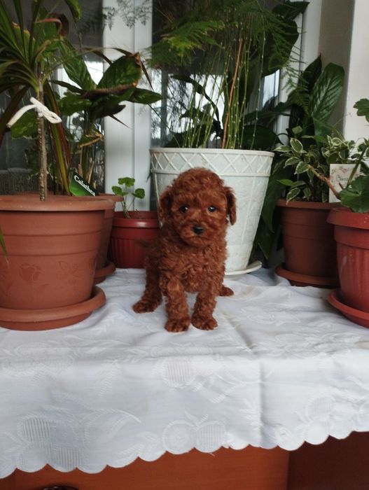 Той Пудел Toy Poodle.