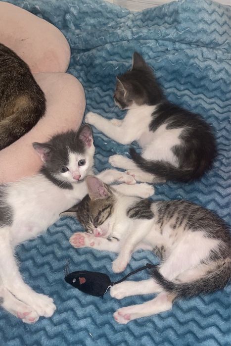 pisica spre adoptie