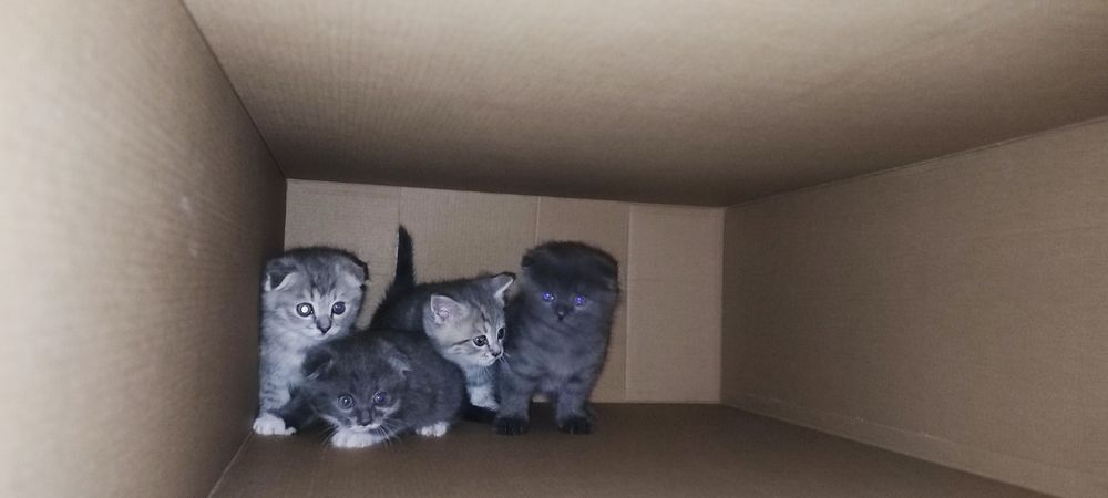 Срочно продаются Скоттиш Фолд и Скоттиш Страйт