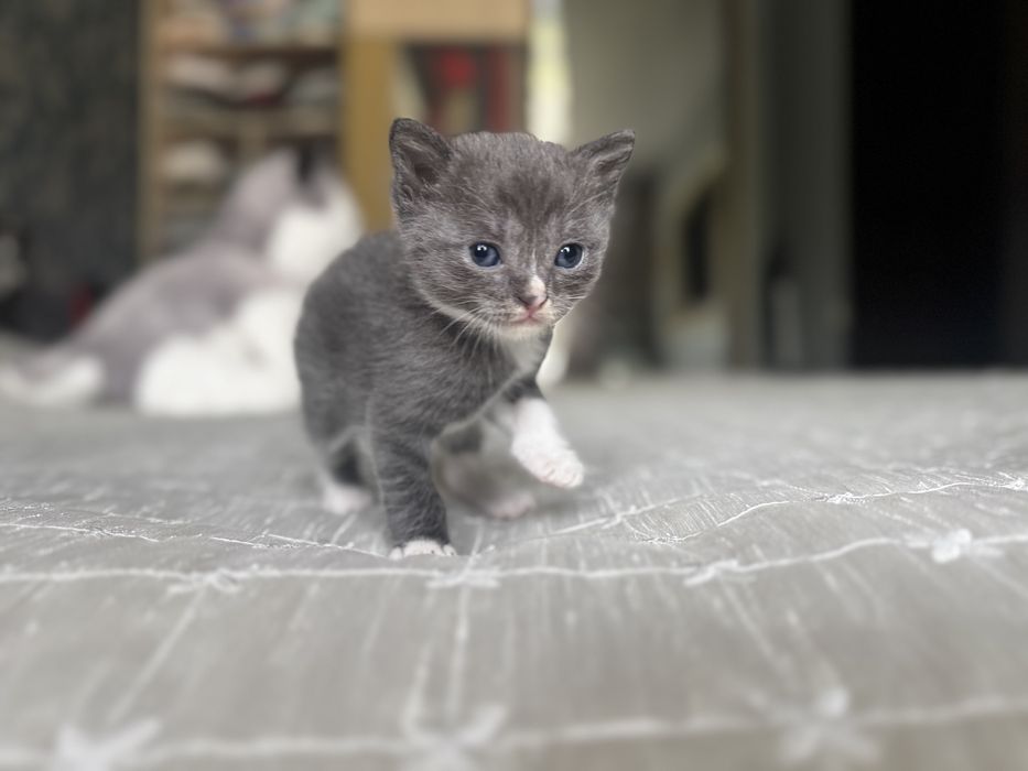 Продам котят британцев