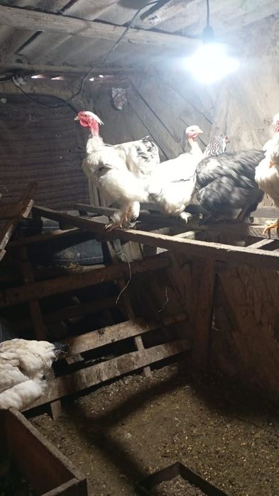 Продам петухов Брама