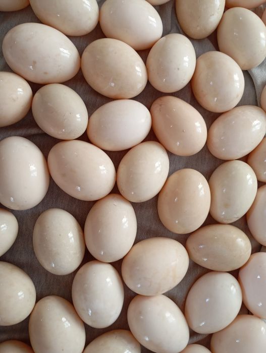 Домашнее инкубационное яйцо индоутки.