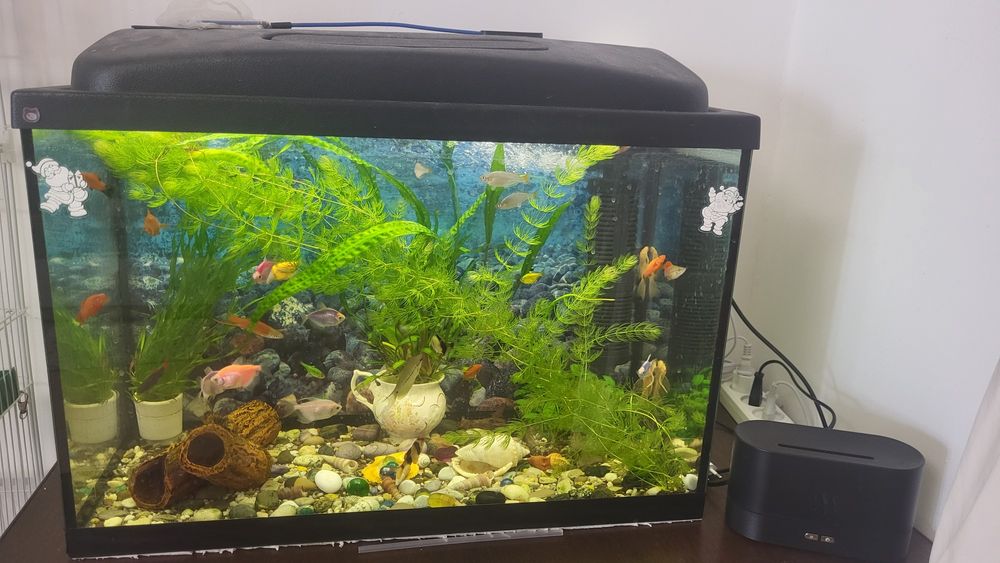 Продам аквариум с рыбками