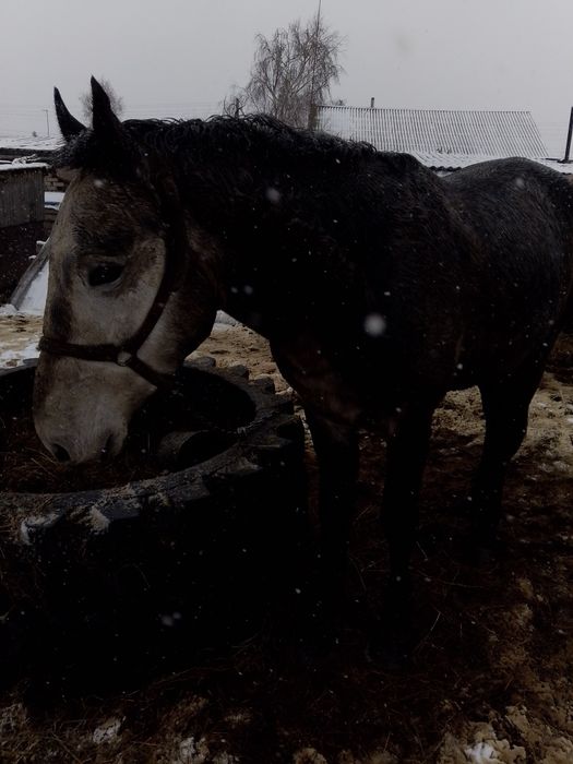 Продам жеребца на племя