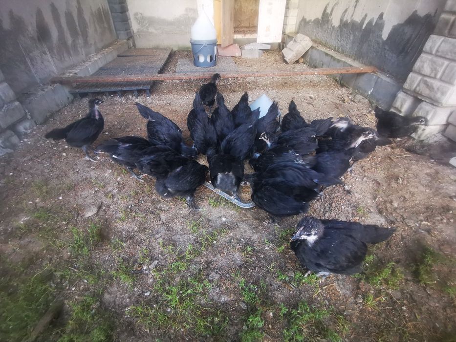Ouă Australorp negru