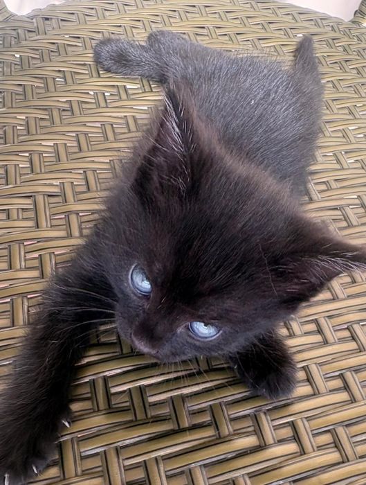 Отдам котят в заботливые руки.