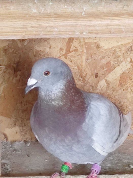 Vând porumbei pui și bătrâni printre care dețin și câțiva straini