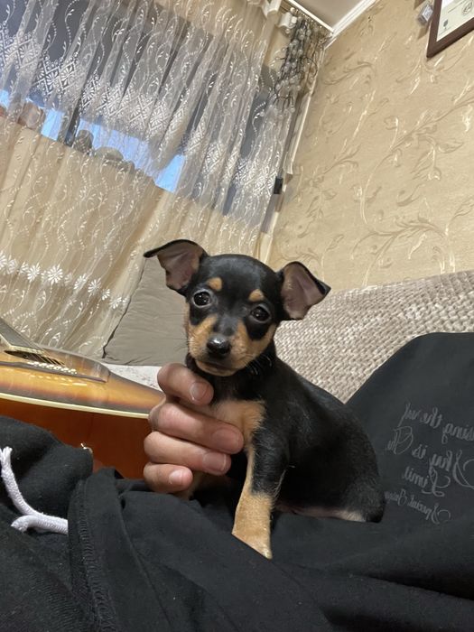 Чихупинчер на 2 месеца