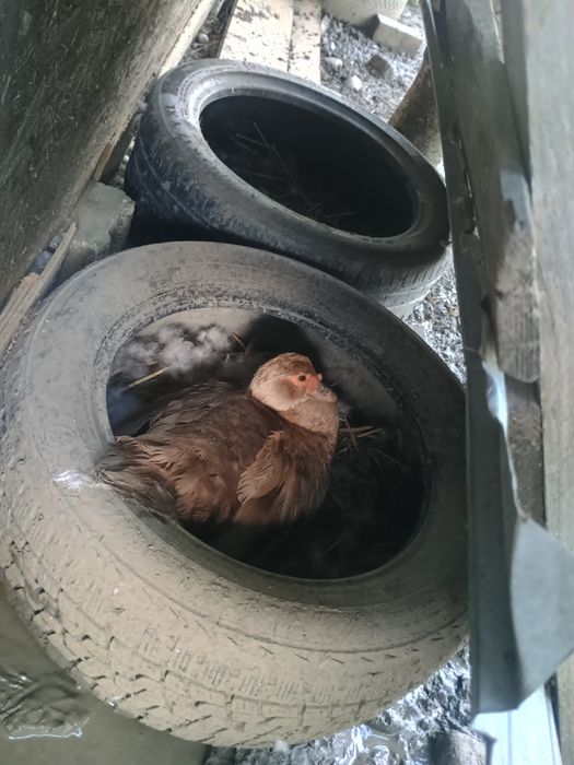De vânzare un rățoi și 3 rațe