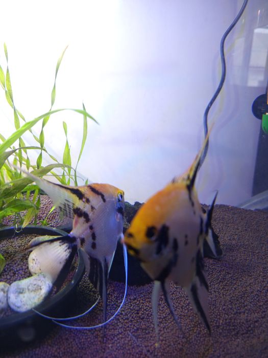 Продам скаляри Кой