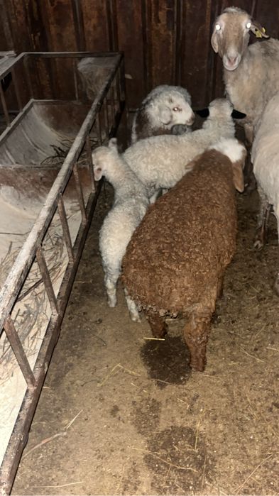 Козды кой сатылады 9бас