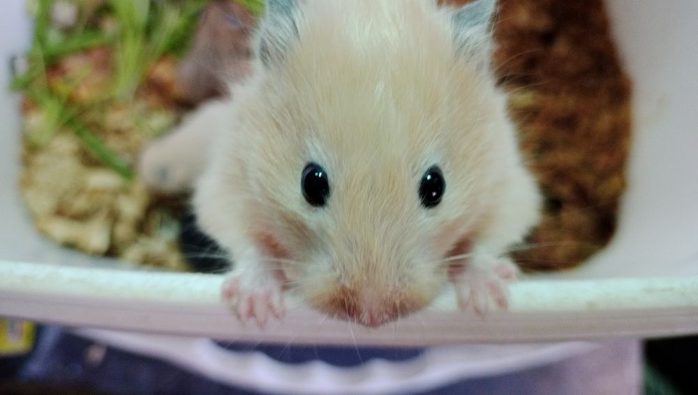 Hamyak,Chatishma turi