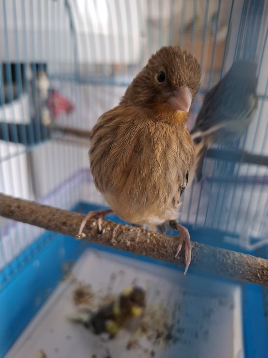 Canari de cantec tineri 2026