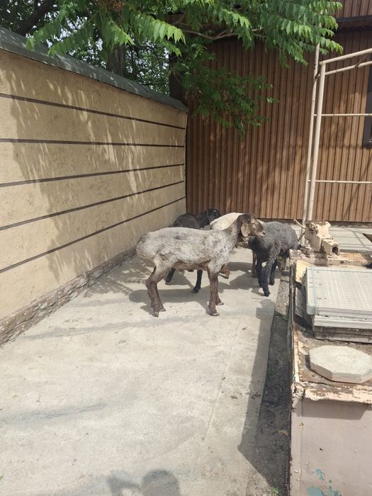 Қошқарлар сатылымда