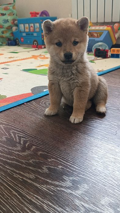 Сиба Ину ждут своих мам и пап