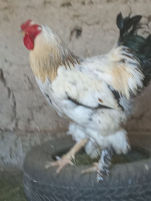 Продоётсы породистый петух