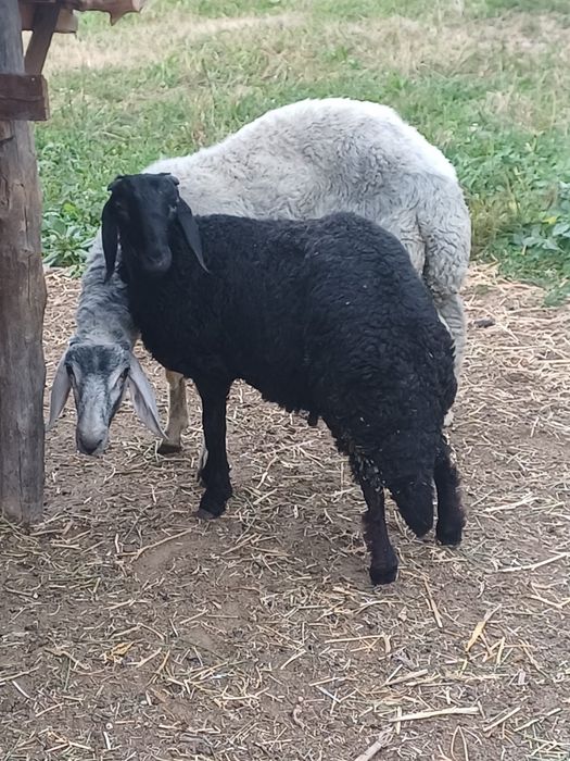 Vand berbec negru