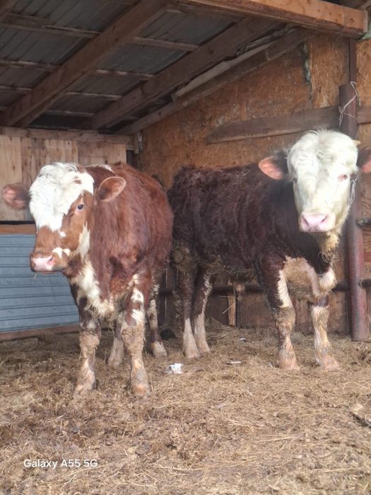 Быки корови животные