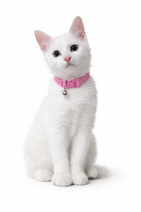 Zotli mushuk sotiladi