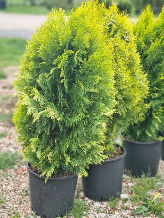 Leylandii Cupressocyparis- garantie de prindere