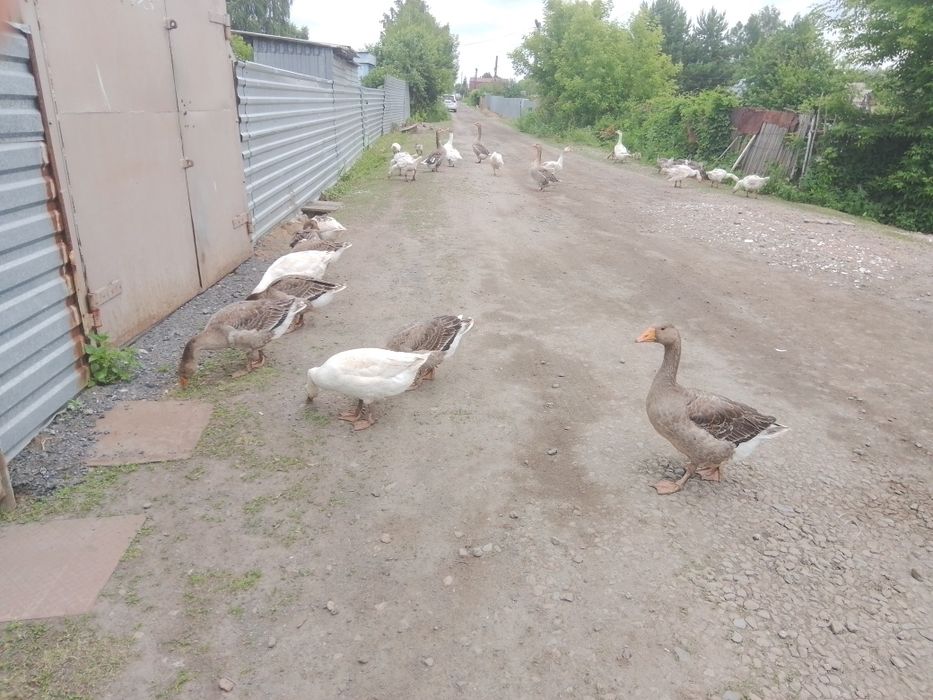 Продам продам гусят