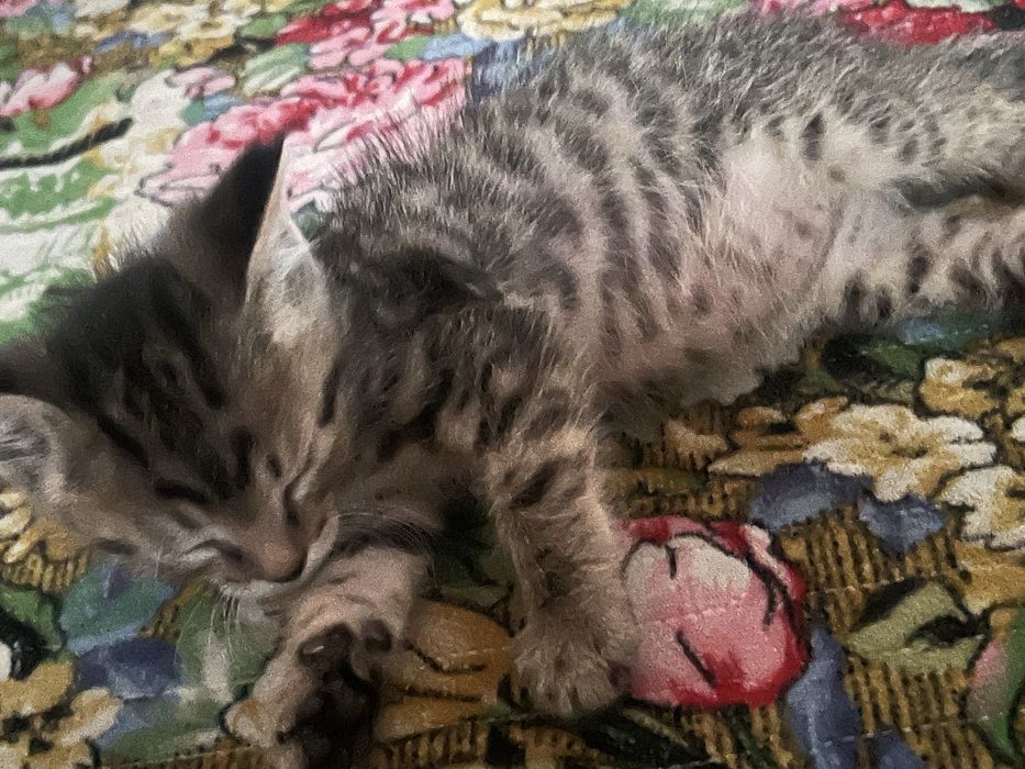 котерок мальчик