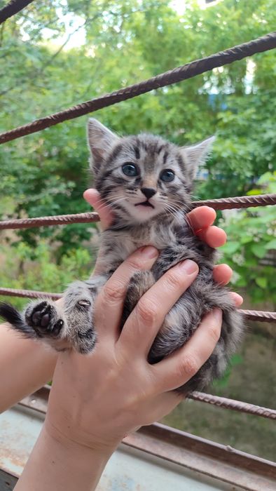 Котятки ребятки в добрый дом, в добрые ручки!!!
