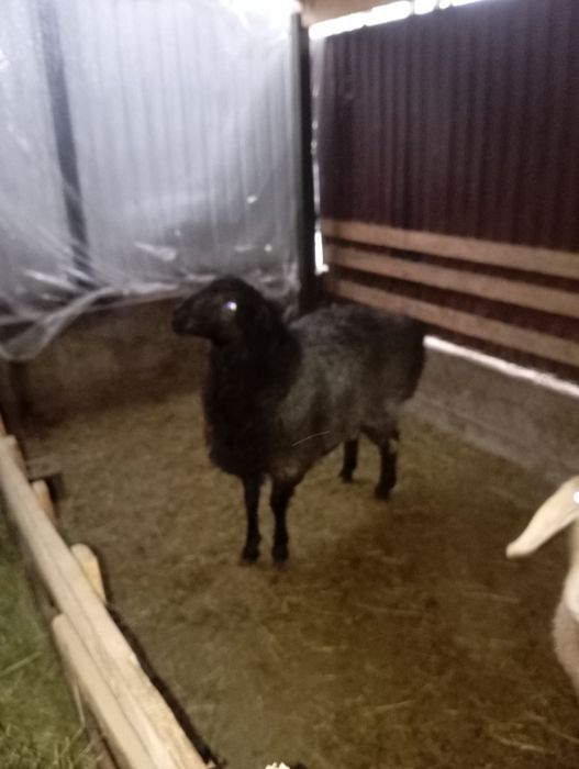 Қошқар 1 жасар.150мыңнан