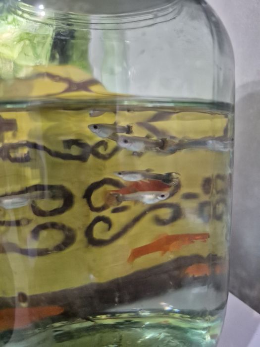 Мальки гуппи 8шт. 3мес..