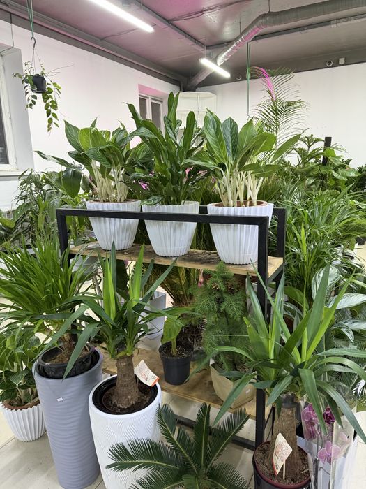 Домашние цветы недорого