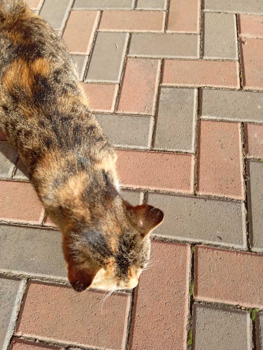 Donez pisică "Tigruta"