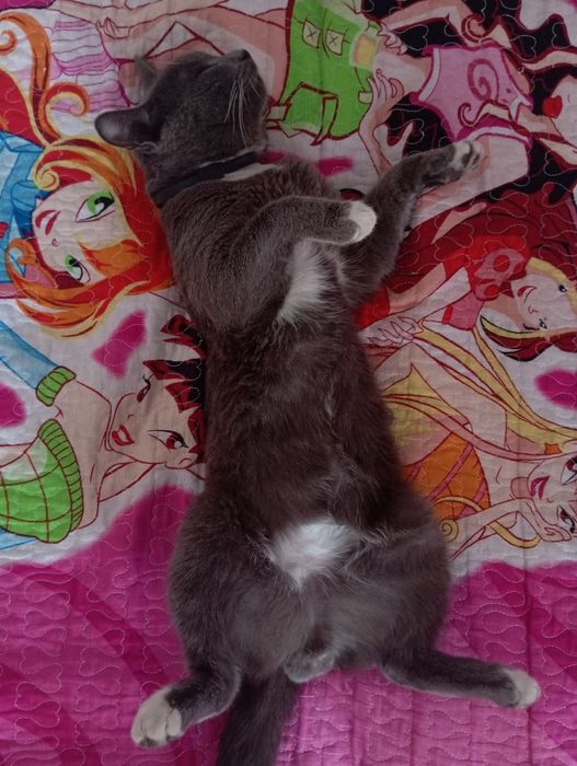 Потеряли серого кота