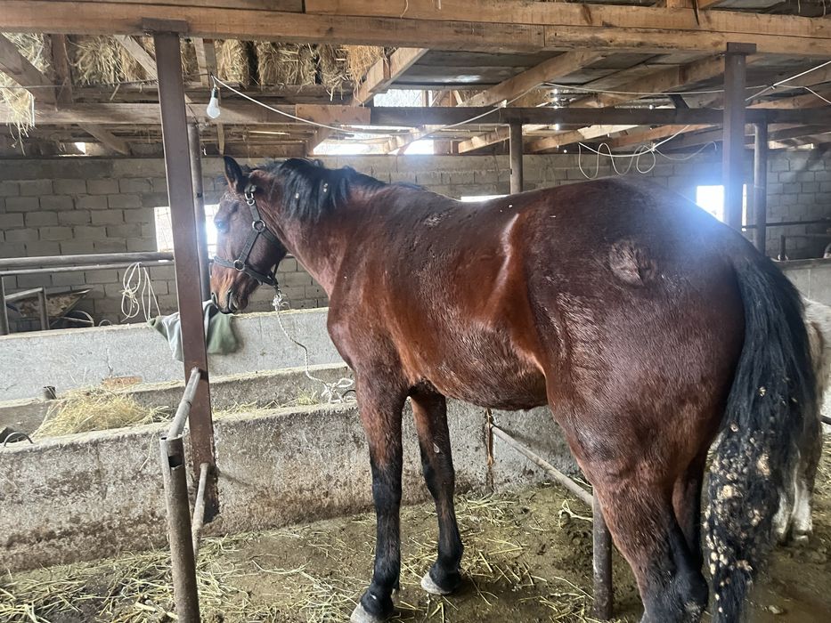 Продам жеребца  обучегый