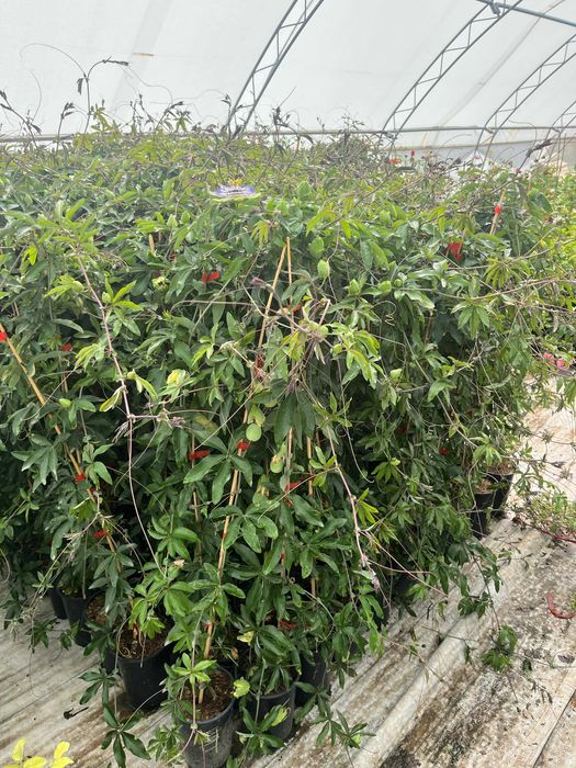 Пасифлора синя и бяла