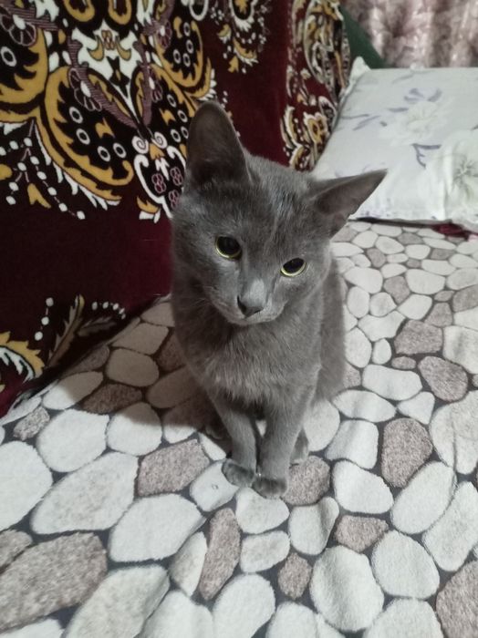 Отдам котёнка в добрые руки