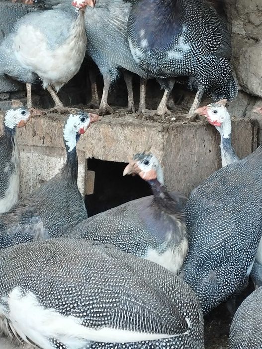 Продам домашних цесарок.