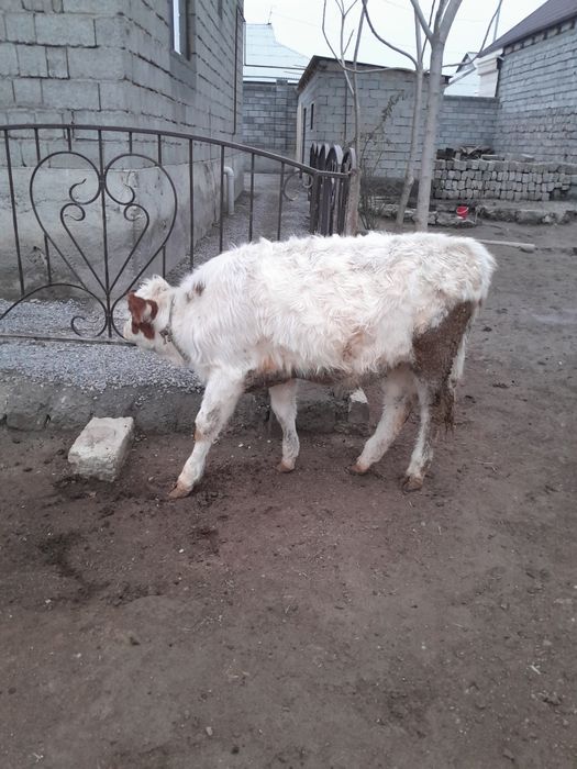 Еки кашарлар сатылады