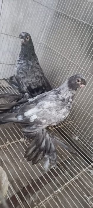 Голуби 2 пары элитные