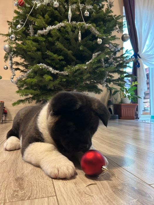 Vand pui Akita American cu pedigree