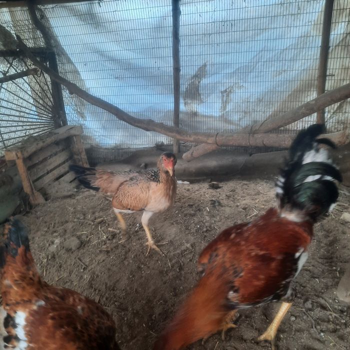 Товуклар сотилади