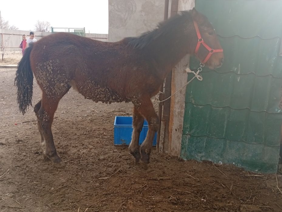 Сатылады семыз тай