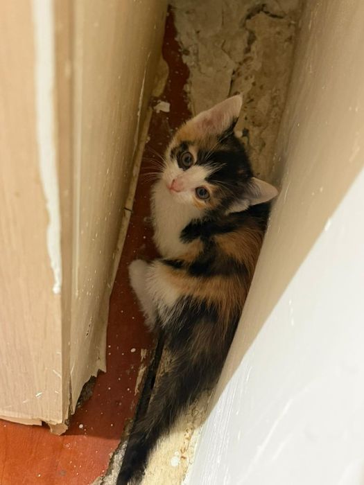 Трехцветный котенок