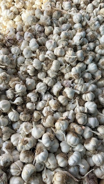 Usturoi pentru consum super pret