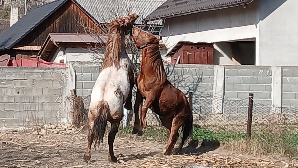 Cal de vanzare 2 ani