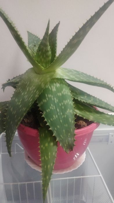 Vând ghiveci cu Aloe Vera
