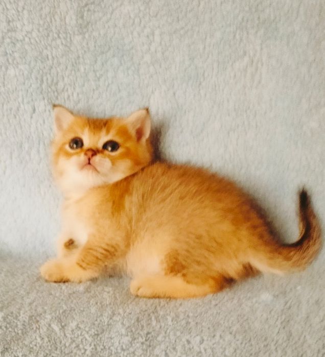 Котята Шиншиллы Золото