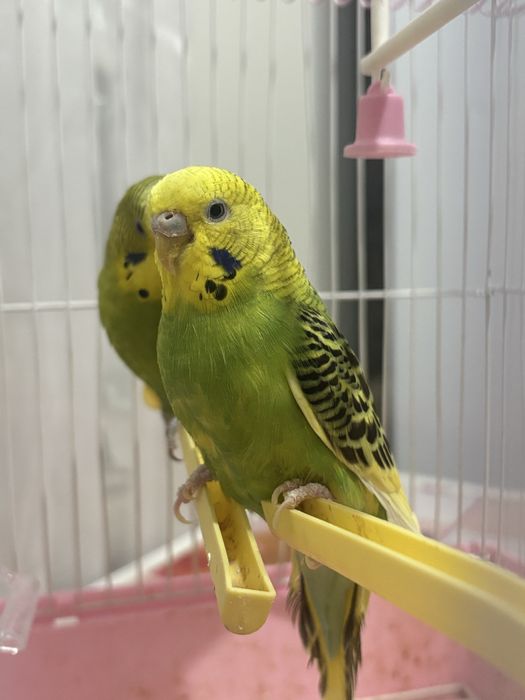 попугаи мальчик девочка 1,5года