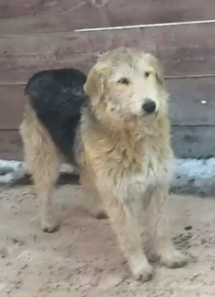 Щенок  подросток ищет дом