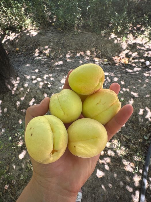 Дәмді Өрік сладкий абрикос