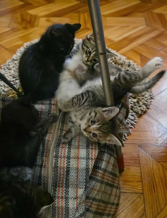 Котят в добрые руки